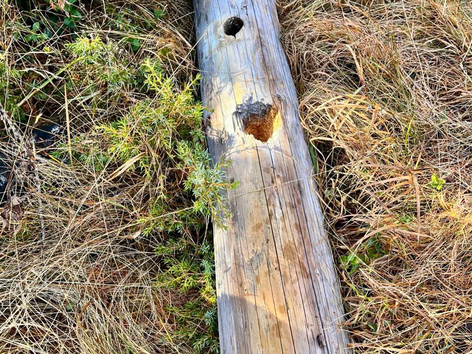 IA: Assistente per i nostri eroi della rete – danno causato da picchio